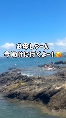 岩礁から海へ飛び込む犬