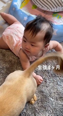 犬におしりを向けられている赤ちゃん
