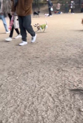 サフランちゃんの予想外の行動