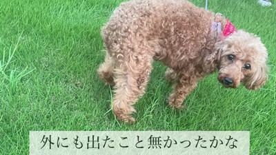 お散歩もしたことがない