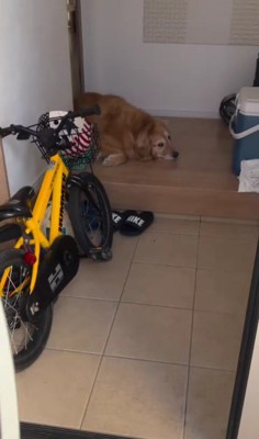 しょんぼりと切なげ