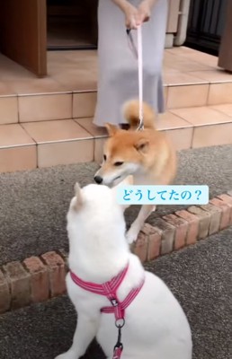 こはるちゃんに近づく犬