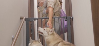 女性に頭を撫でてもらう犬たち