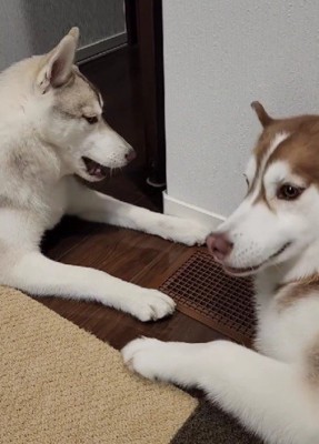 2匹で仲良くじゃれ合い