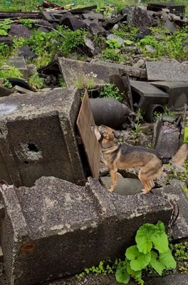 吠えて知らせるまる君