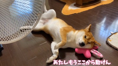 まるで人間のよう！