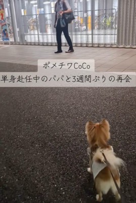 CoCoちゃんとパパさんの再会2