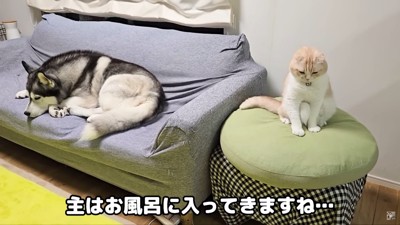 飼い主さんはお風呂へ