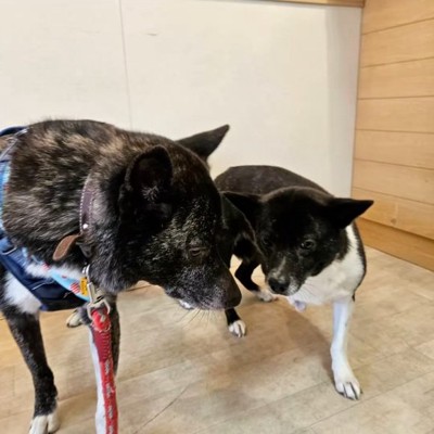 お母さん犬と再会したオレオくん