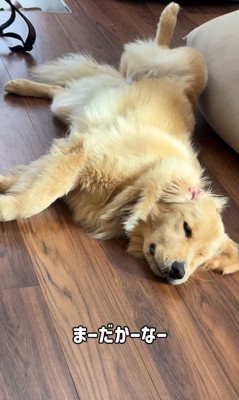 寂しそうな大型犬