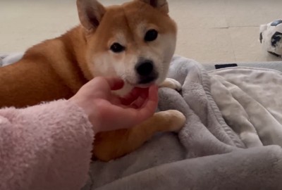 顎を撫でられる柴犬