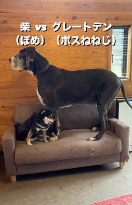 ソファに座る柴犬と立つ超大型犬