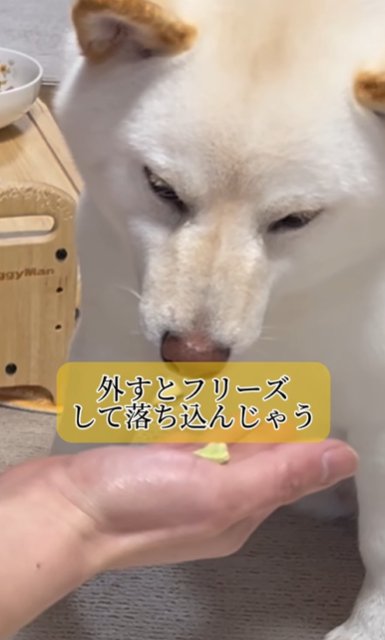 手のひらにあるおやつを凝視する柴犬