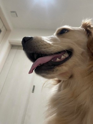 可愛くて憎めません！