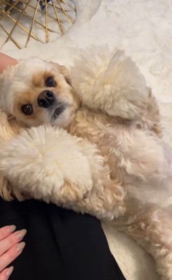 普段のエルくんのお顔