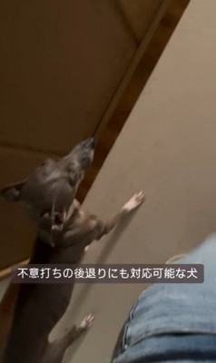 飼い主さんについて歩くプットくん
