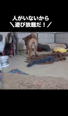 はしゃぐ子犬