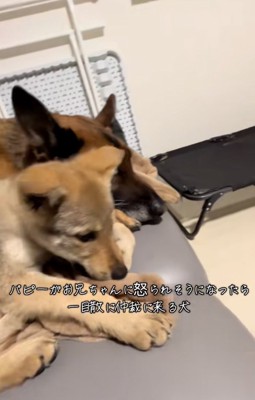DAZくんの隣に来た子犬