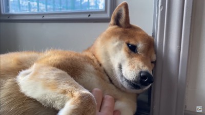 ナラちゃん&ソラくんの熱烈歓迎