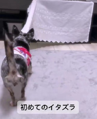 イタズラも刺激的♪