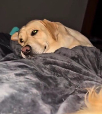 待ちに待った添い寝