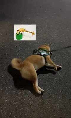 カンくんのお散歩拒否9