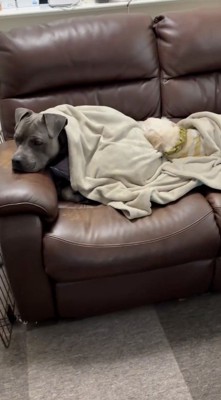 白い犬に乗られる黒い犬