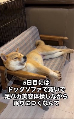 足を下ろすすももちゃん