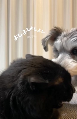 猫を撫でる小型犬