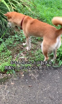 草むらが気になるコロちゃん