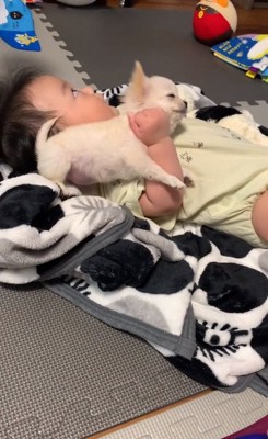 赤ちゃんにつかまれるもこちゃん