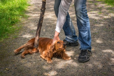 犬の首をつかむ棒を持つ人