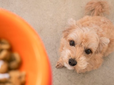 ご飯を見上げる犬