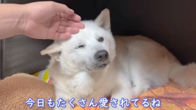 なでられるあいちゃん