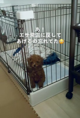 ご飯が遅れた時のむぎ君2