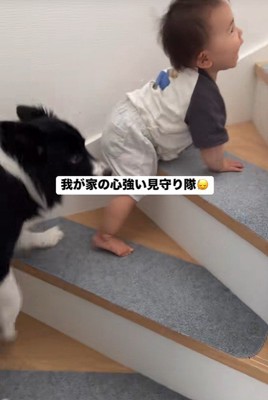 赤ちゃんを見守るヒマちゃん2