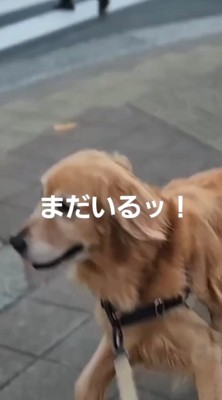 コンビニの方を見つめる犬