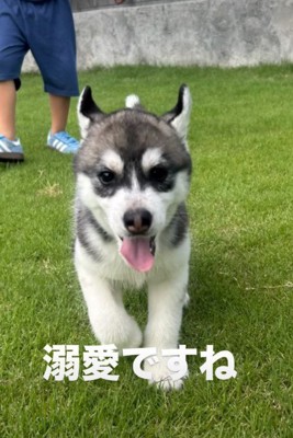 こんなに可愛いなら仕方ない!?