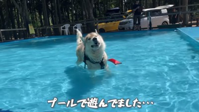 プールに入るフィンくん