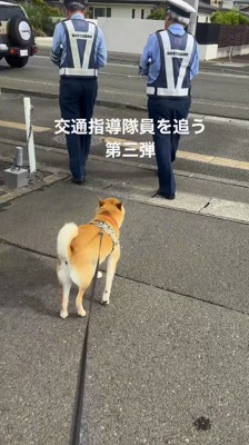 仕事へ向かう飼い主と一緒に散歩をする犬