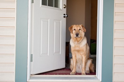 開いたドアの横で座っている犬