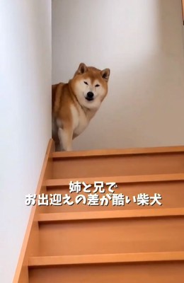 柴犬福ちゃん