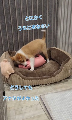 お迎えを決意