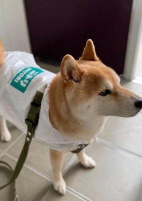 こちらのレインコートは…