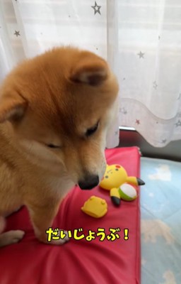 おもちゃが壊れて悲し気な柴犬
