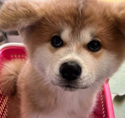 上目使いで飼い主を見つめる子犬