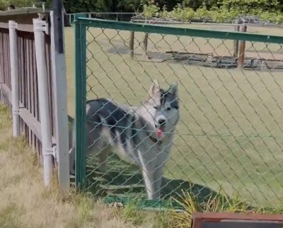 少し舌を出して立つ犬