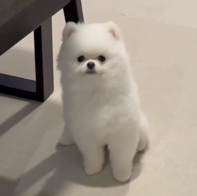 オスワリができた犬2