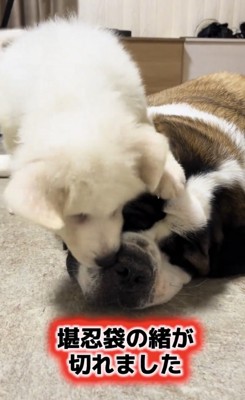 大型犬の鼻先に顔を近づける子犬