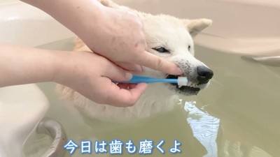 歯磨きも頑張ったよ